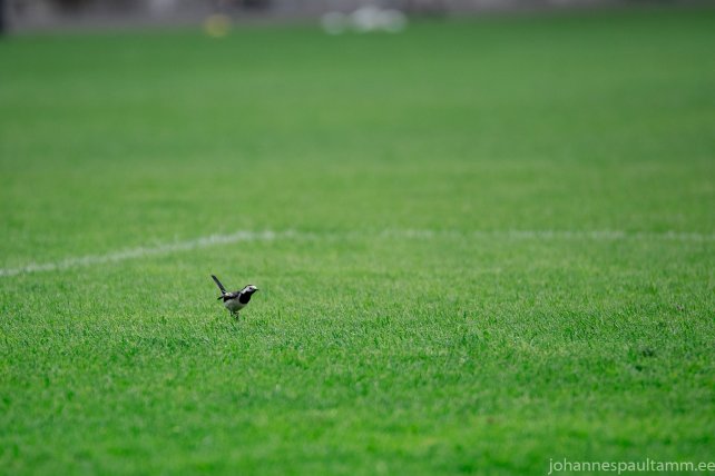 16 FC Flora vs FCI Levadia 2-2 23.05.18